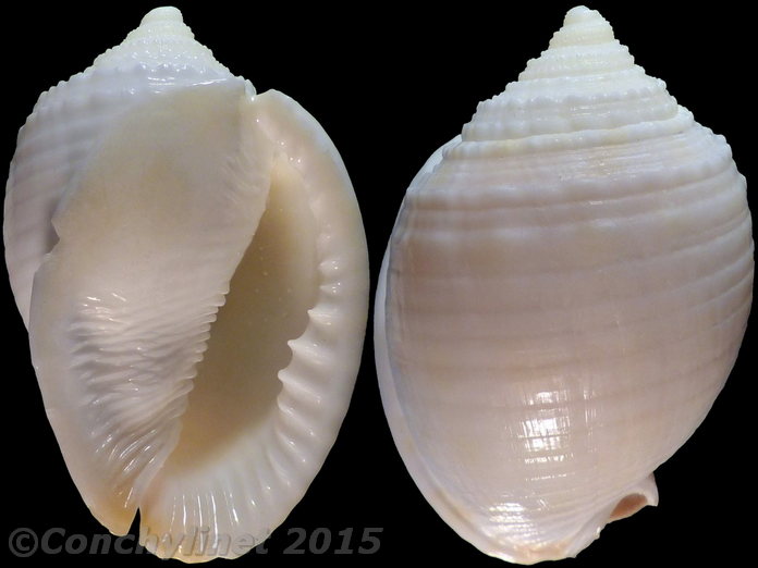 Phalium bandatum exaratum