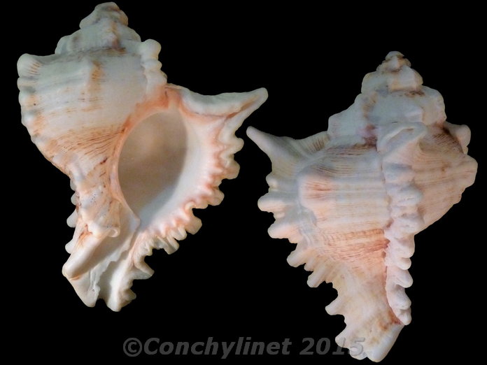 Chicoreus ramosus