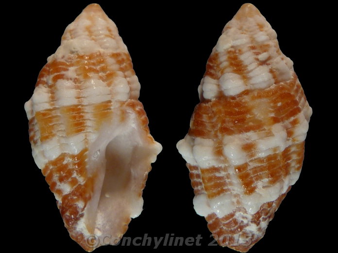 Morula biconica