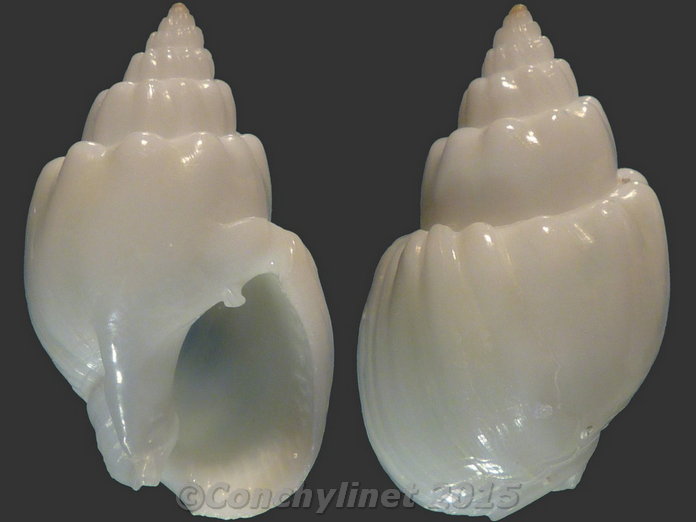 Nassarius coronatus