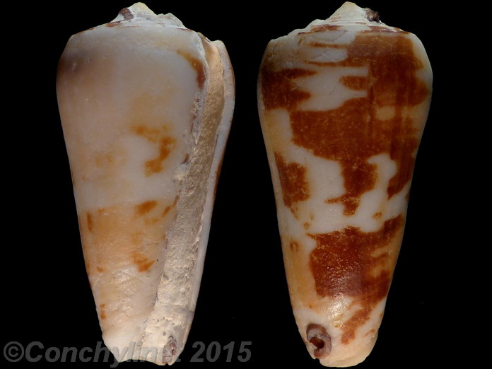 Conus mascarenensis