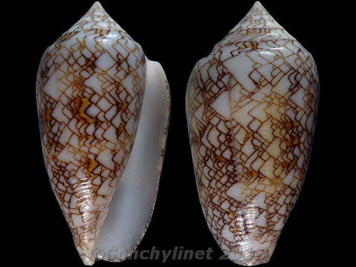 Conus textile vaulberti