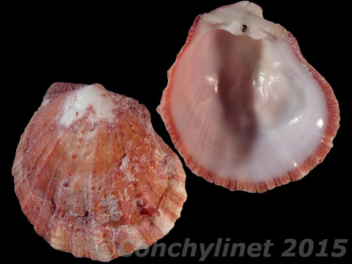 Spondylus microlepos