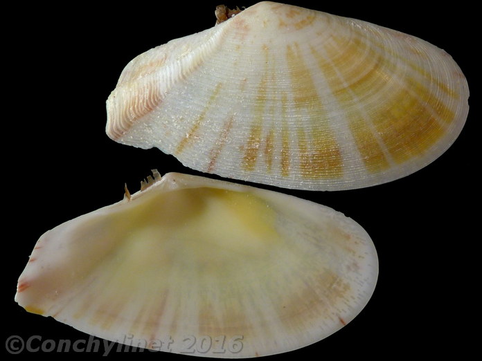 Tellinella crucigera