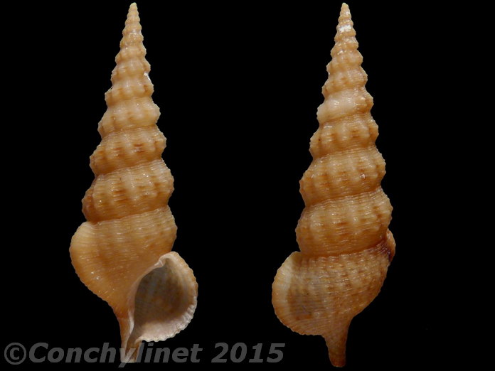 Cerithium rostratum