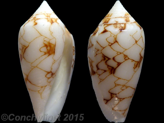 Conus textile vaulberti