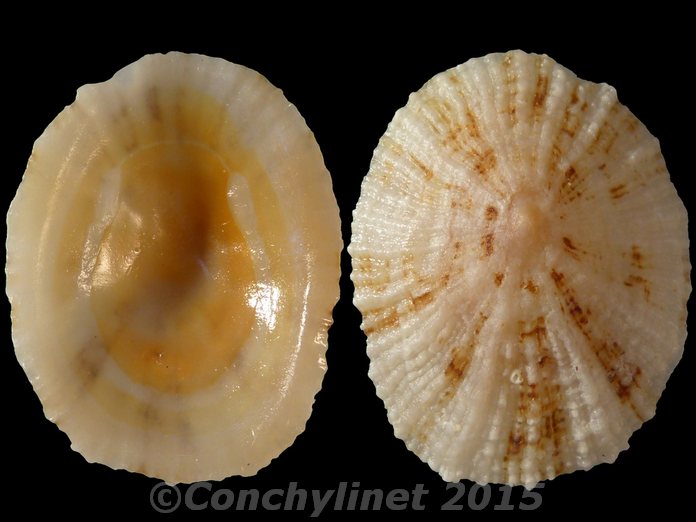 Patella ulyssiponensis