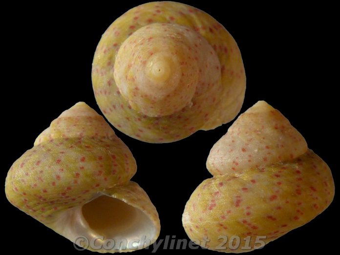 Gibbula divaricata