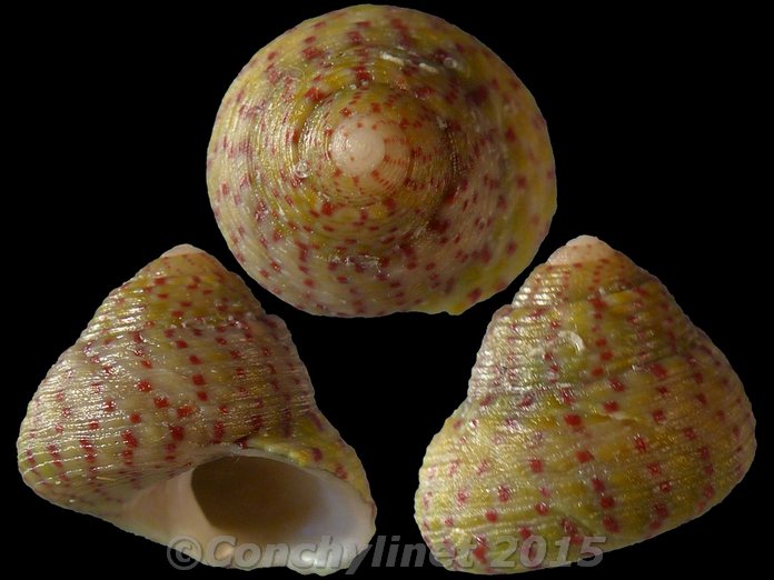 Gibbula divaricata
