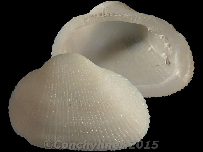 Striarca lactea