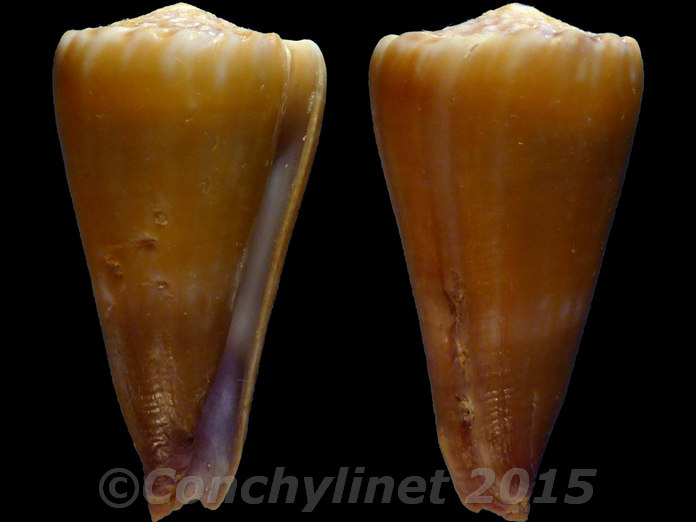 Conus moreleti