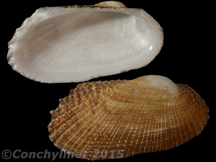 Barbatia cometa
