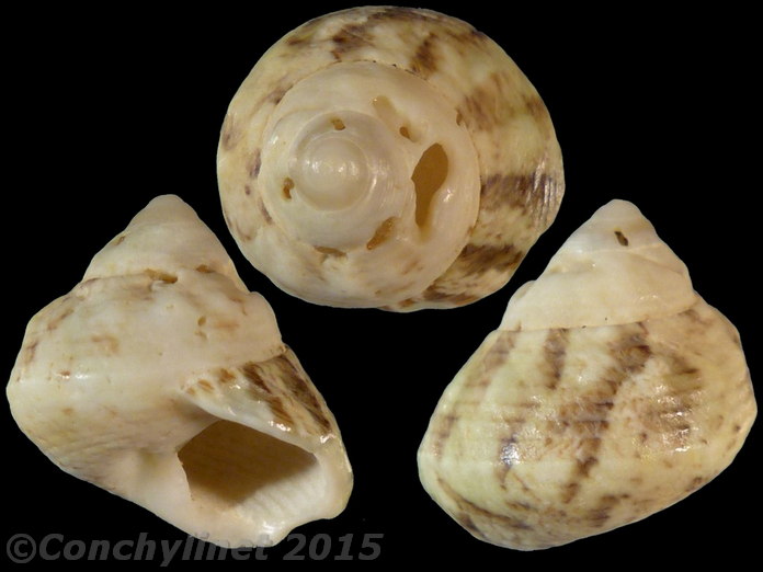 Priotrochus obscurus