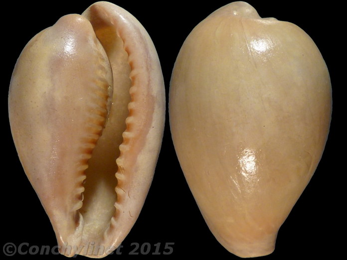 Cypraea onyx