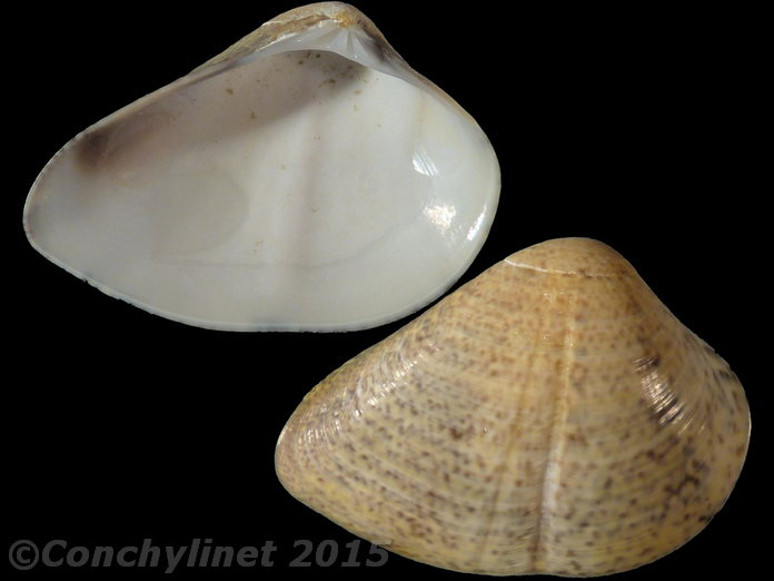 Eumarcia paupercula