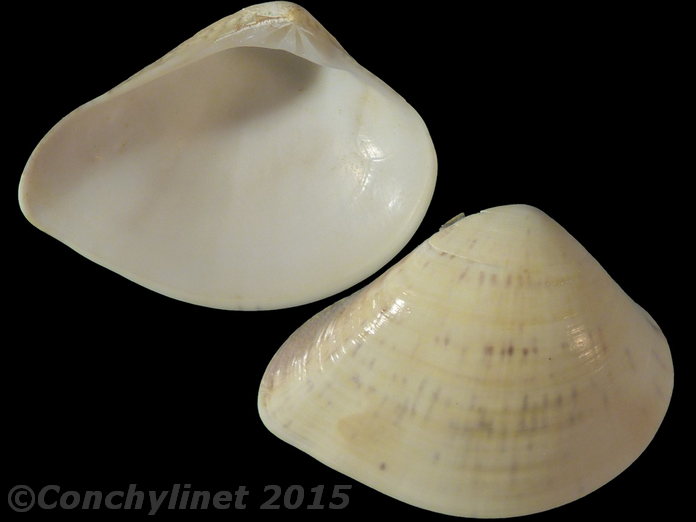 Eumarcia paupercula