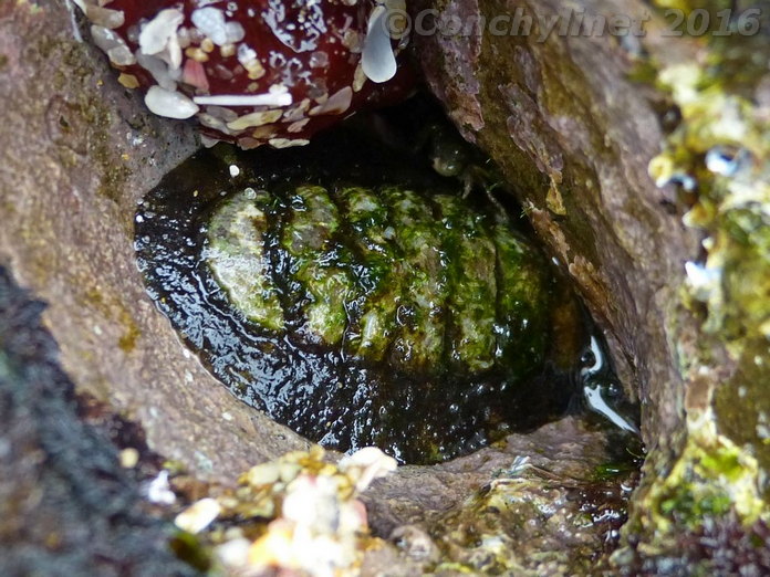 Onithochiton literatus