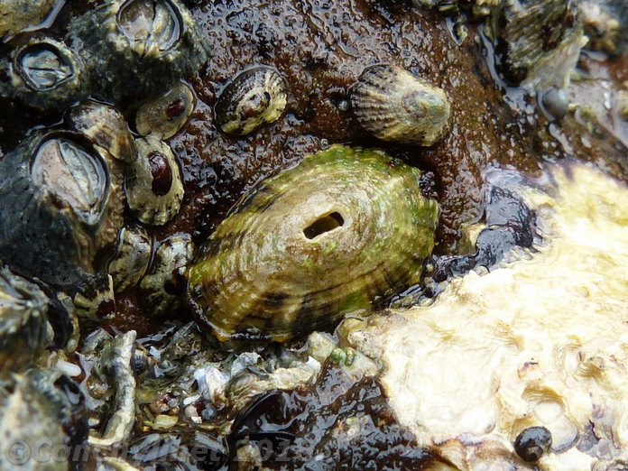Fissurella natalensis