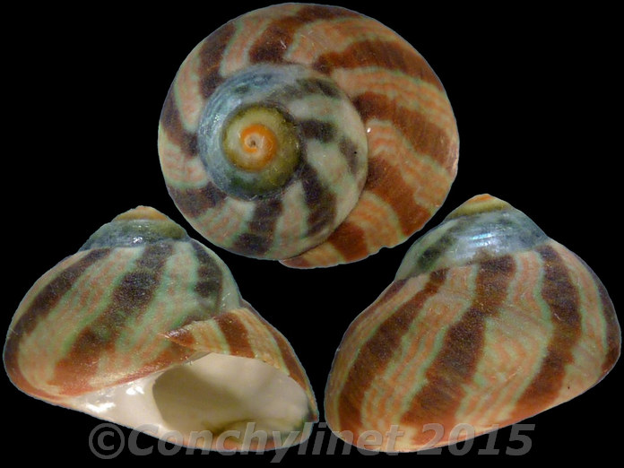 Oxystele tabularis