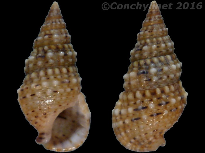 Cerithium crassilabrum