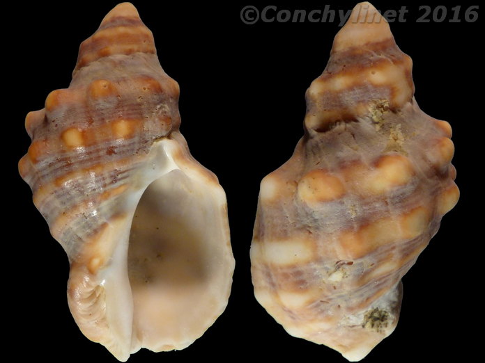 Thais capensis