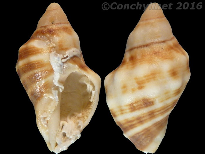 Thais capensis