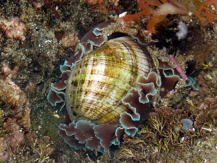 Hydatina physis