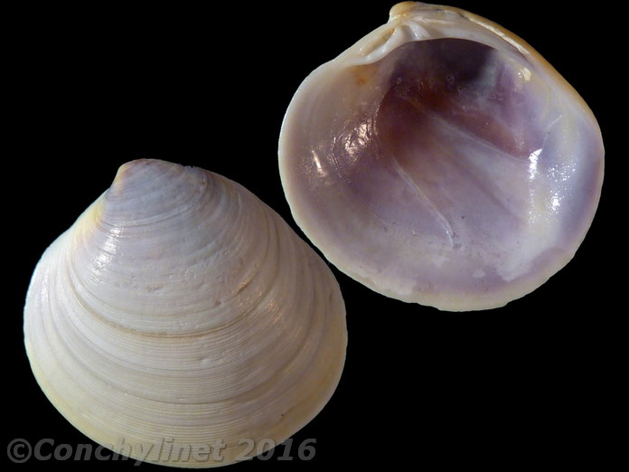 Dosinia hepatica
