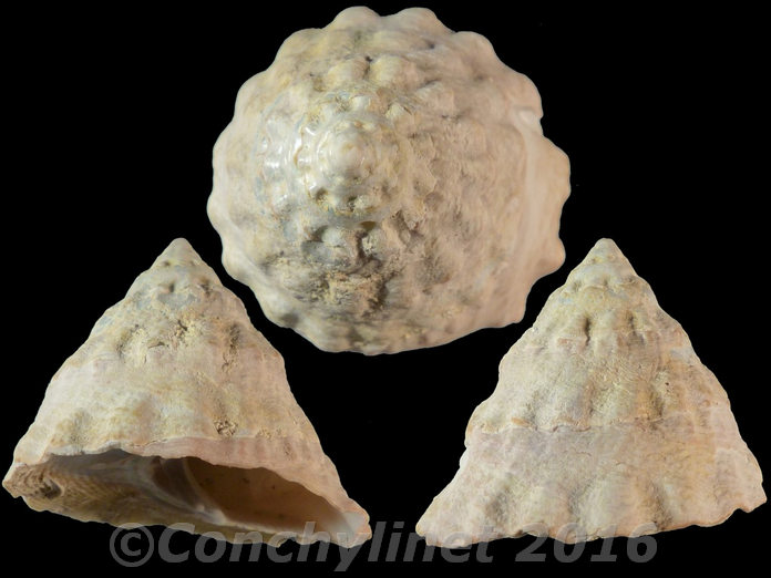 Astralium tentoriformis