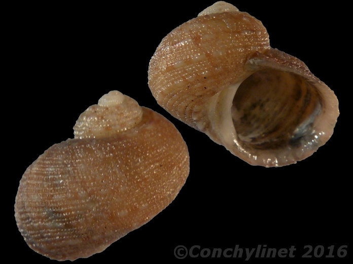 Granata maculata