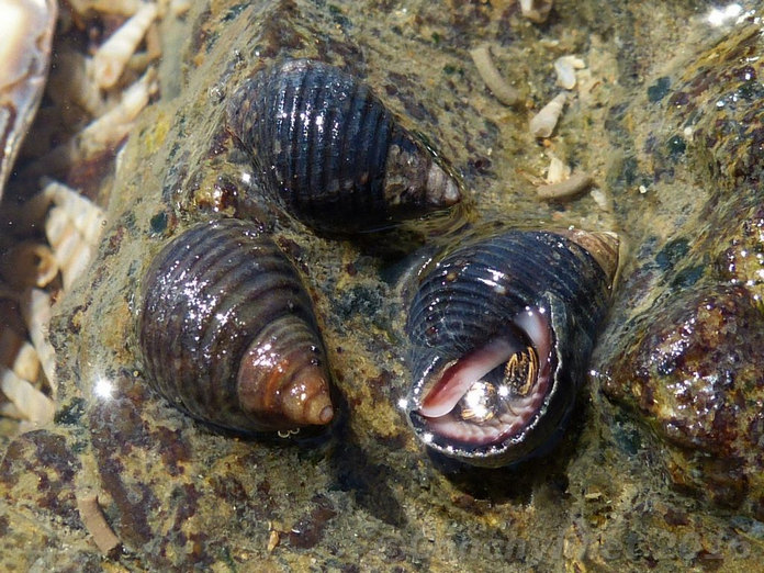 Planaxis sulcatus