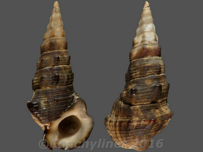 Pyrazus ebeninus