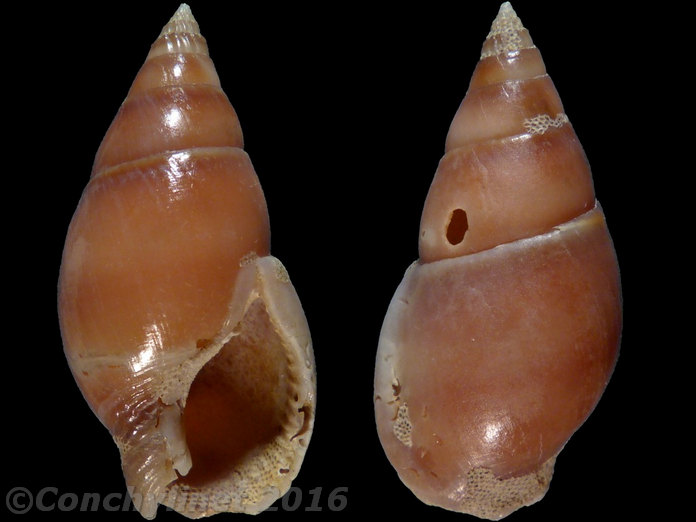 Nassarius dorsatus