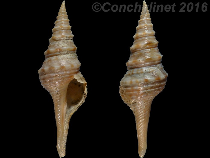 Lophiotoma indica