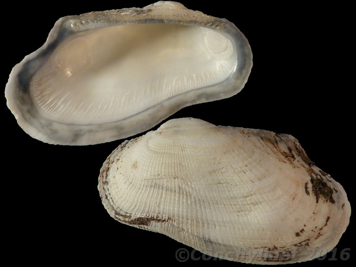 Barbatia foliata