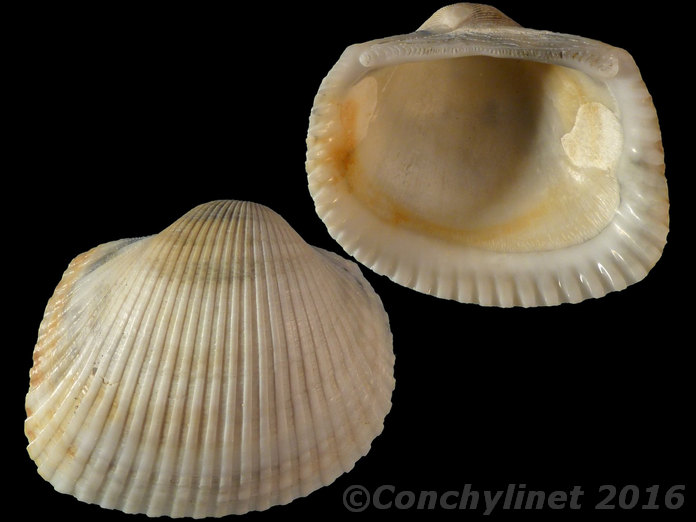 Anadara rufescens