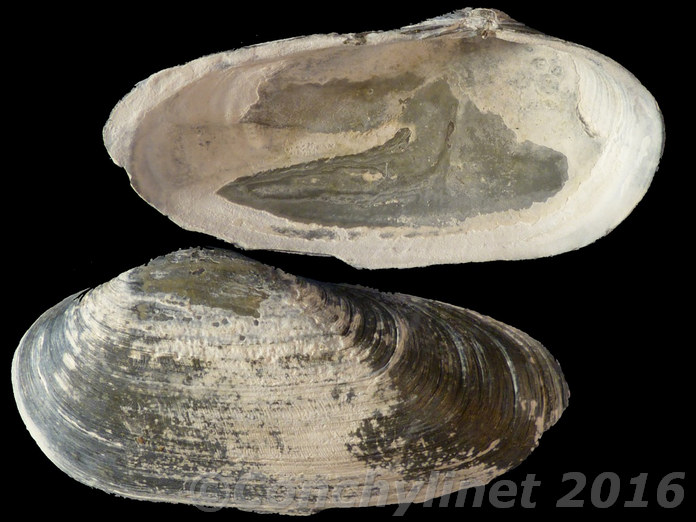 Glauconome rugosa