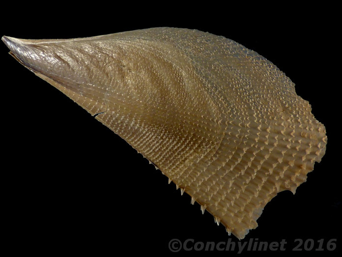 Atrina pectinata