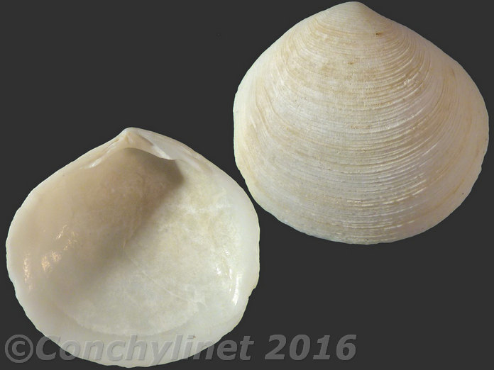 Semele crenulata
