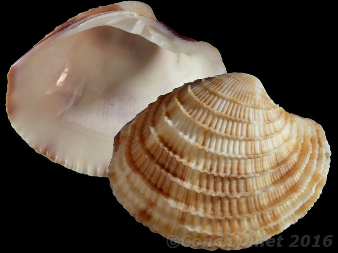 Antigona lamellaris
