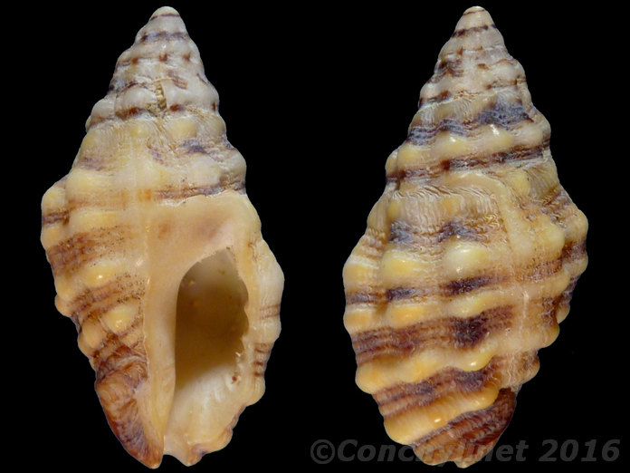 Muricidae d'Australie (Queensland) 12522