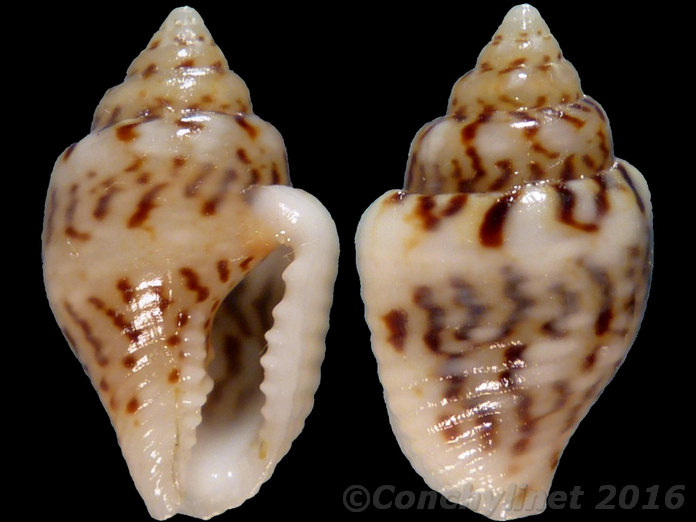Pyrene scripta