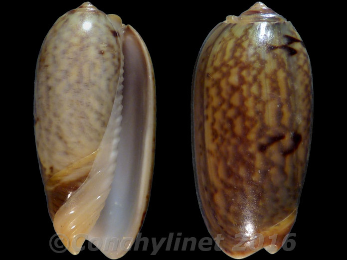 Oliva vidua