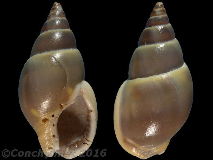 Nassarius dorsatus