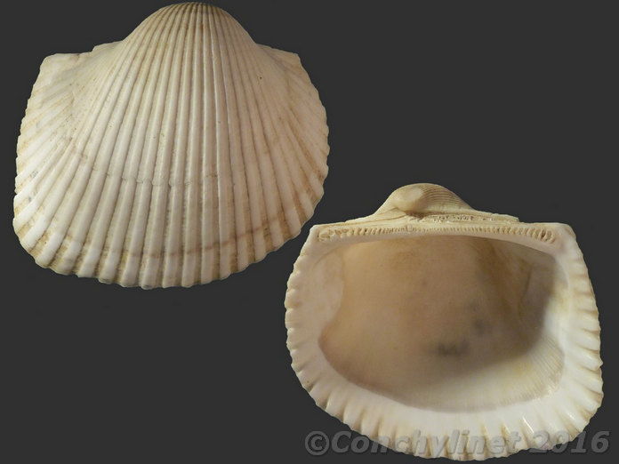 Anadara rufescens