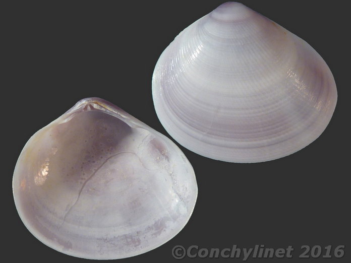 Strigilla splendida