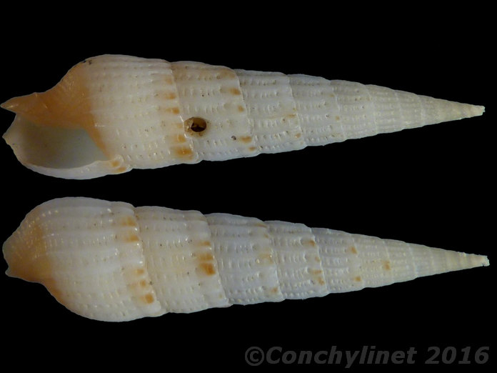 Myurella conspersa