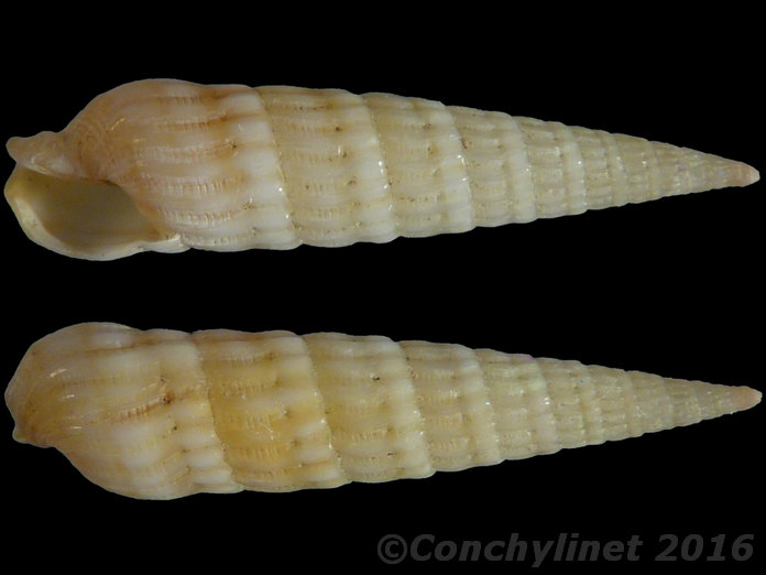 Myurella flavofasciata