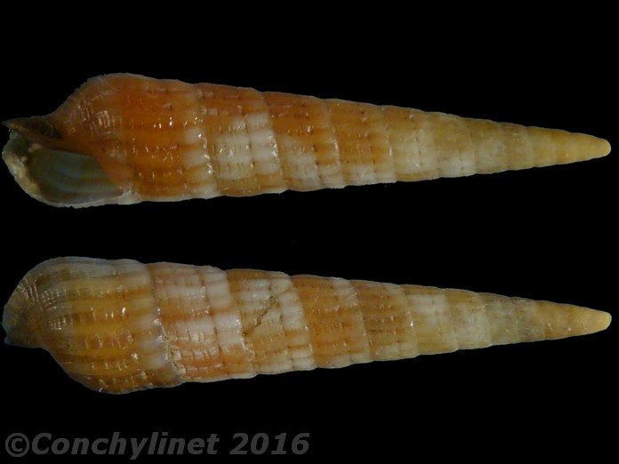 Myurella nebulosa