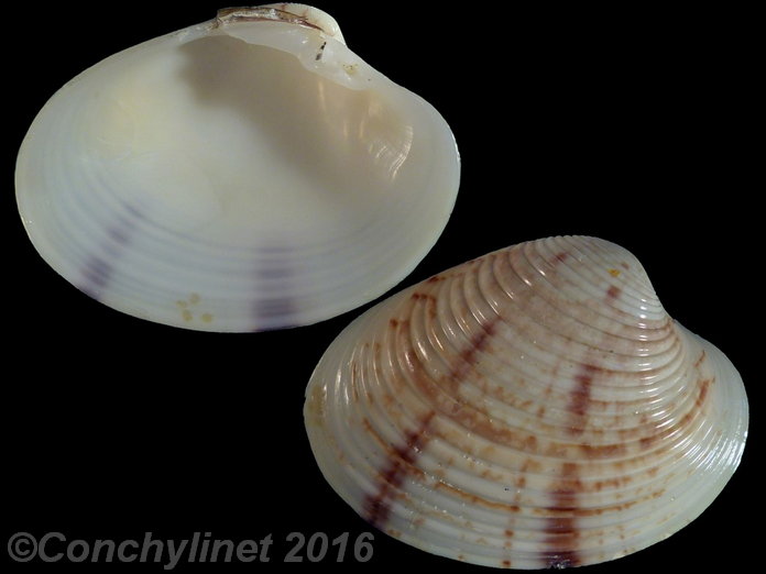 Callista erycinella